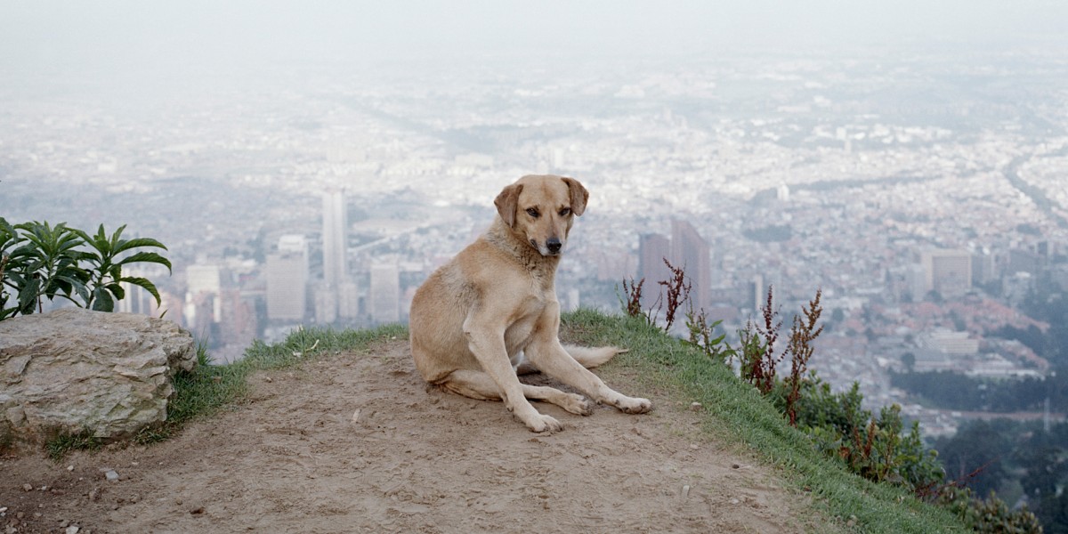 Alec Soth　写真集 Dog Days Bogota Dog Days Bogota: Soth, Alec, Soth, Alec: 9783865214515